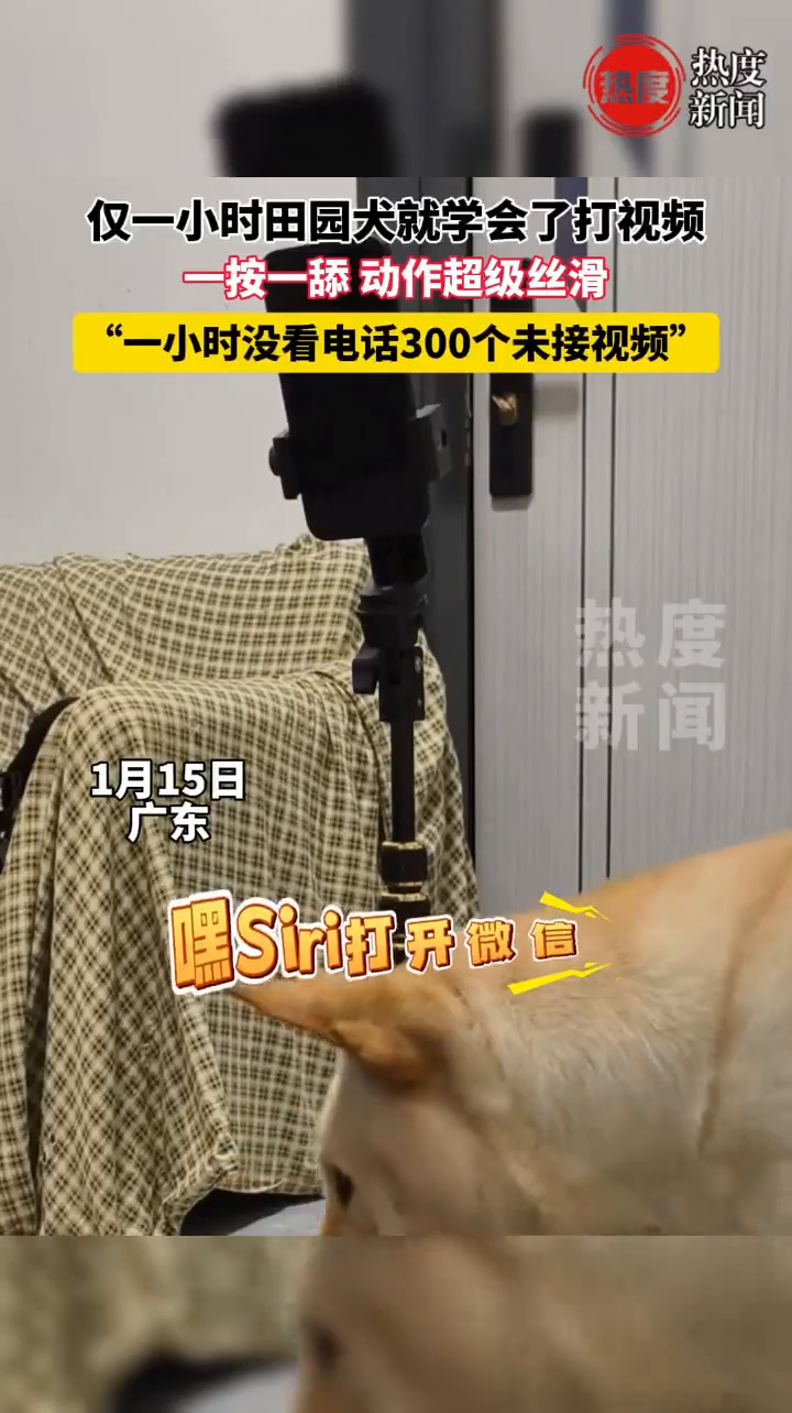 一个小时中华田园犬就学会了和主人打视频电话