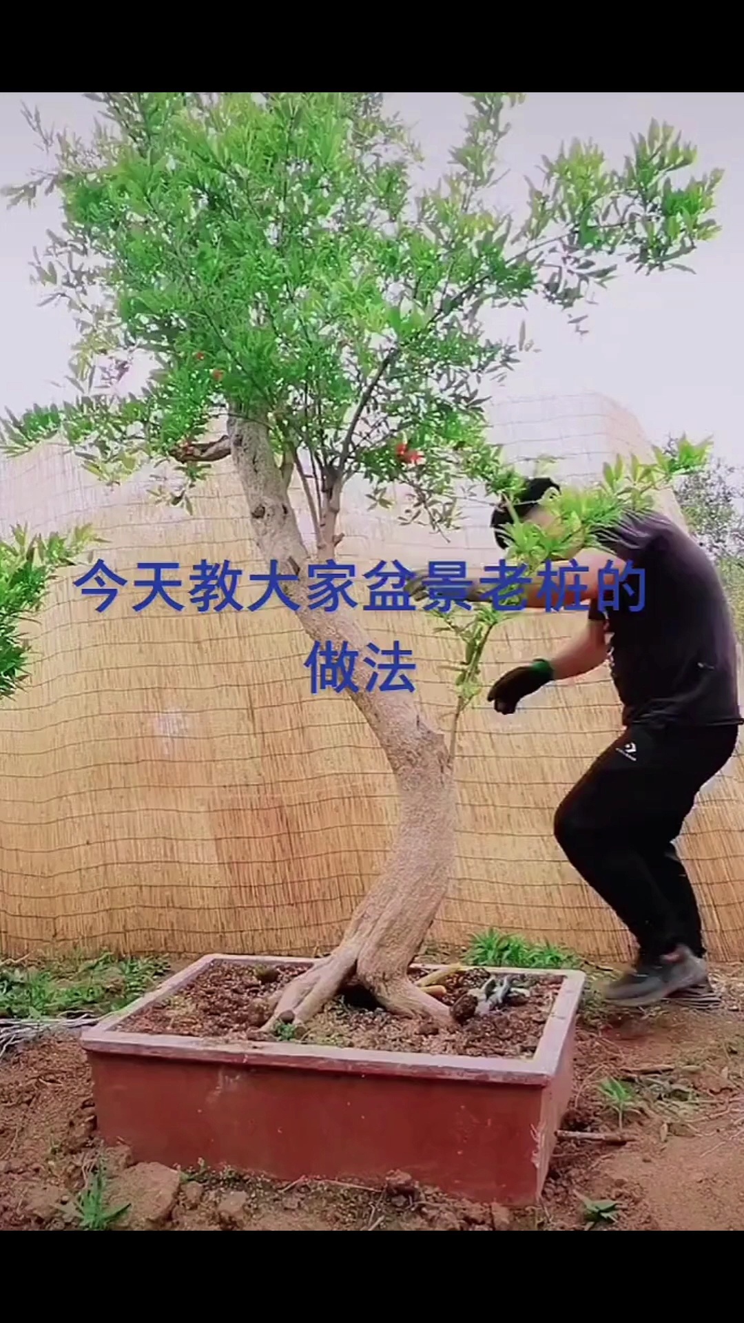 石榴盆景到底怎么制作的呢