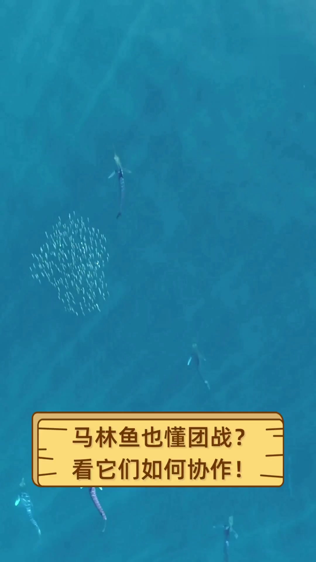 马林鱼也懂团战?看它们如何协作!