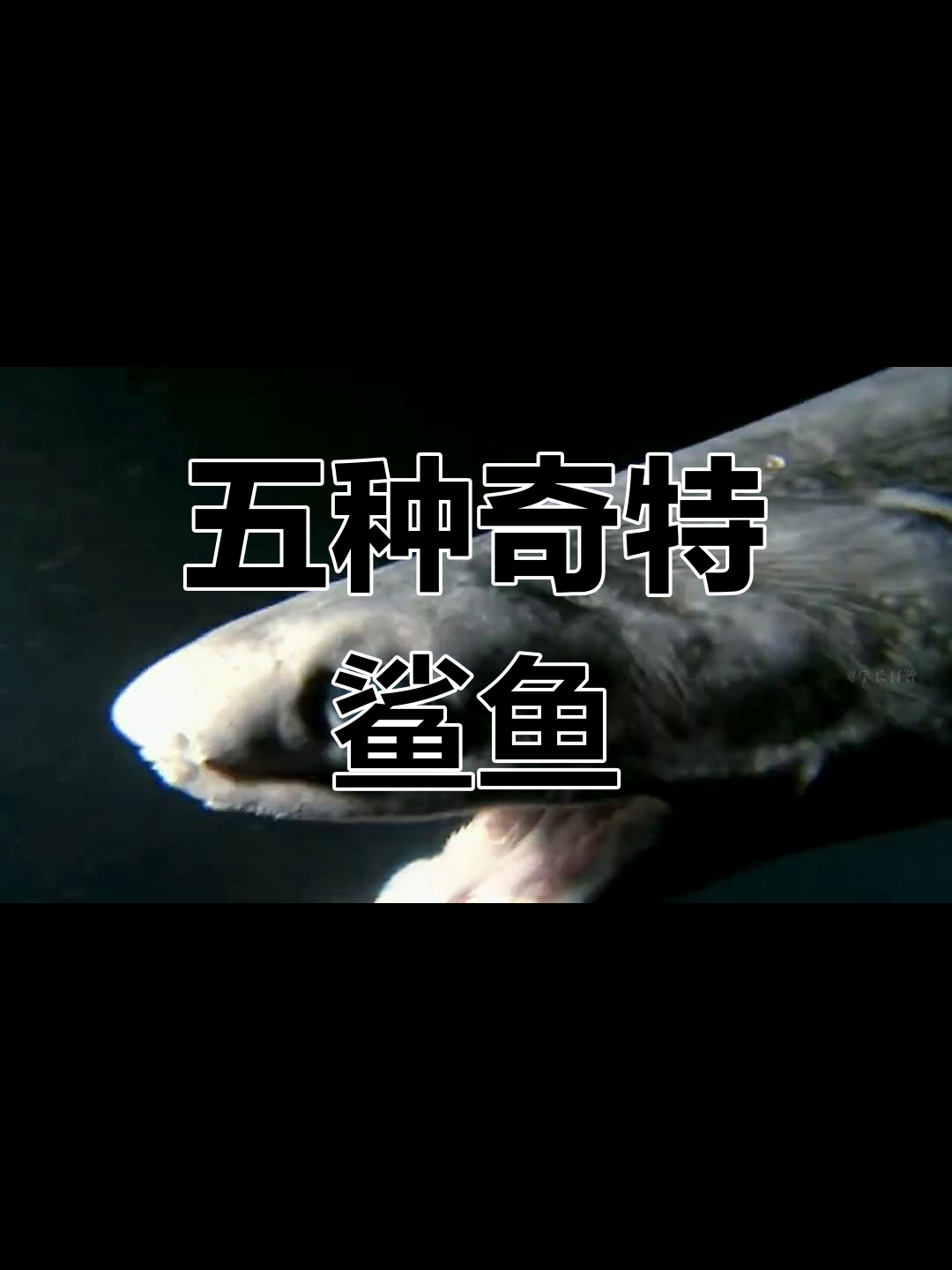 海洋中最恐怖的五种鲨鱼