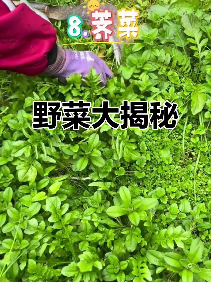 今天尝试野菜了吗?分享名字和做法,快来评论吧!