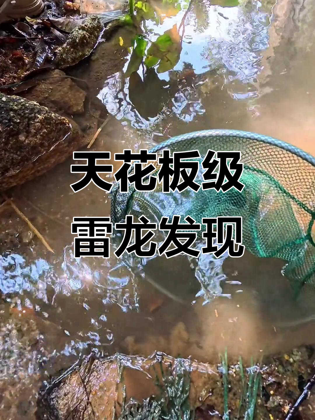 广东乡村臭水沟惊现天花板级别雷龙,鱼鳍惊艳无比