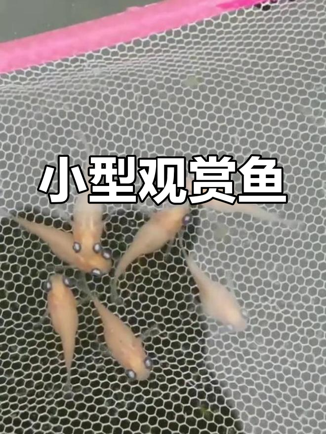 迷你金鱼:清江中的小精灵