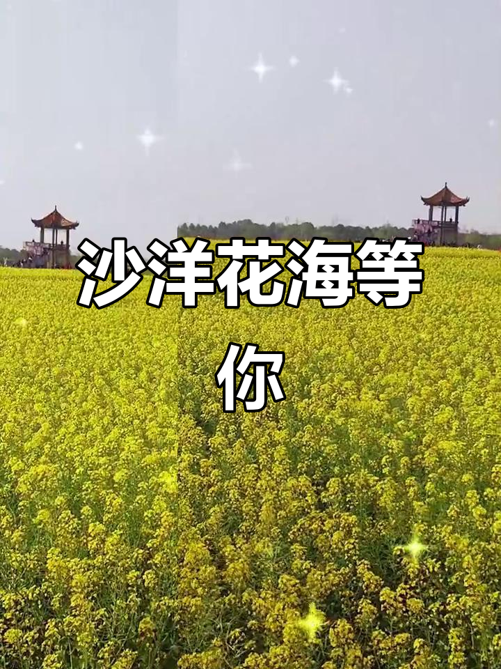 春日限定!沙洋油菜花海惊艳绽放,邂逅浪漫花季