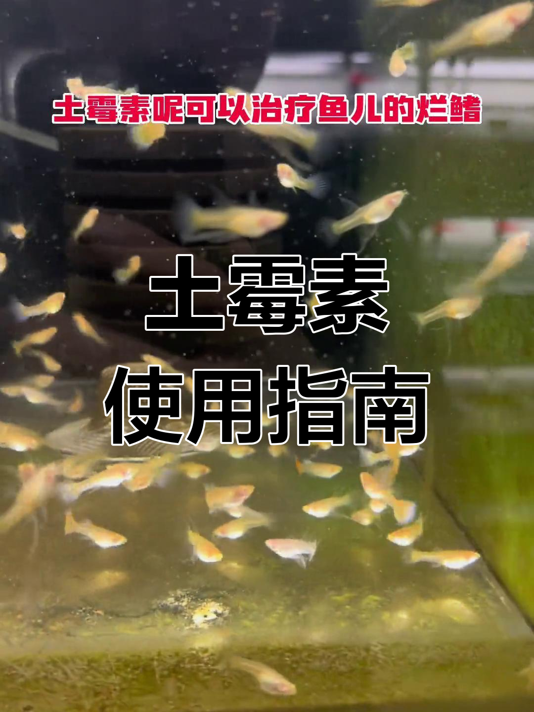 土霉素:孔雀鱼疾病治疗必备药