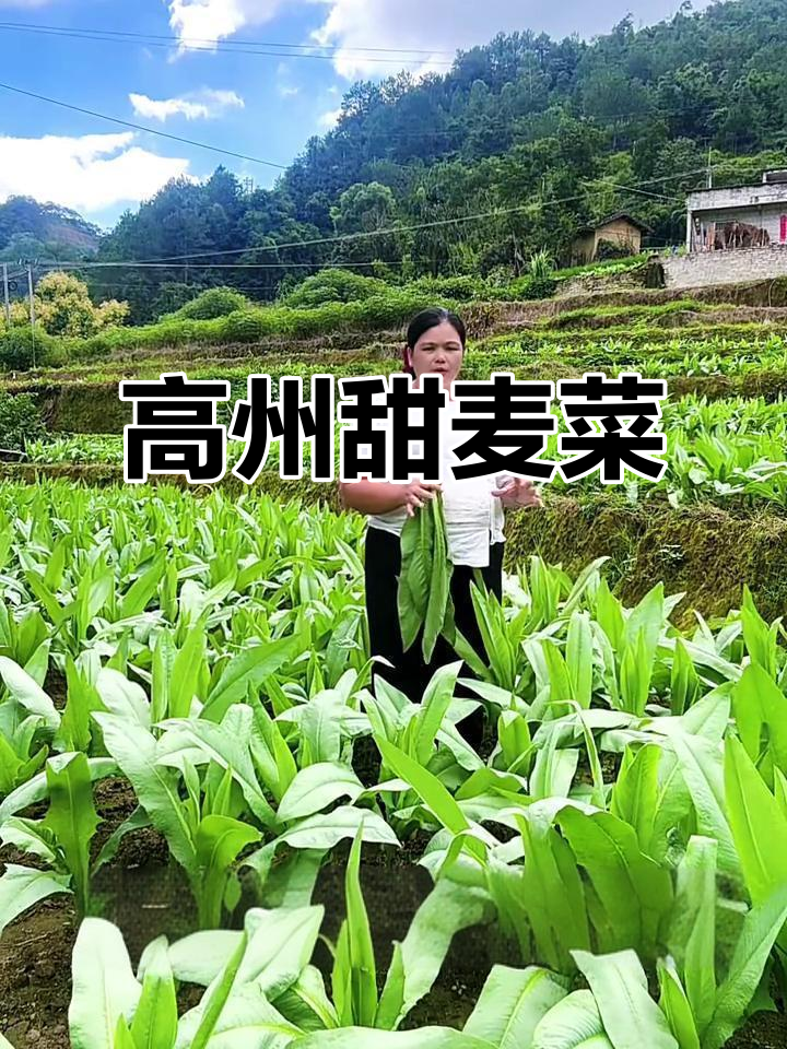 高州甜麦菜:三农好食,易种高产