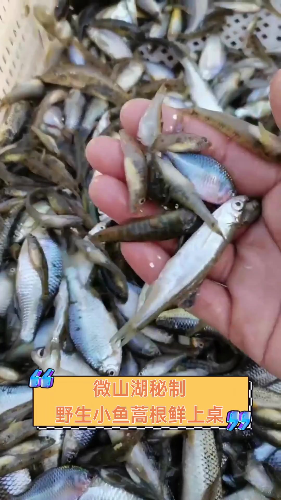 微山湖秘制,野生小鱼蒿根鲜上桌