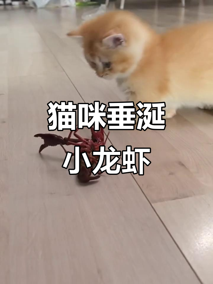 猫咪嘴馋想吃小龙虾,表情太搞笑了