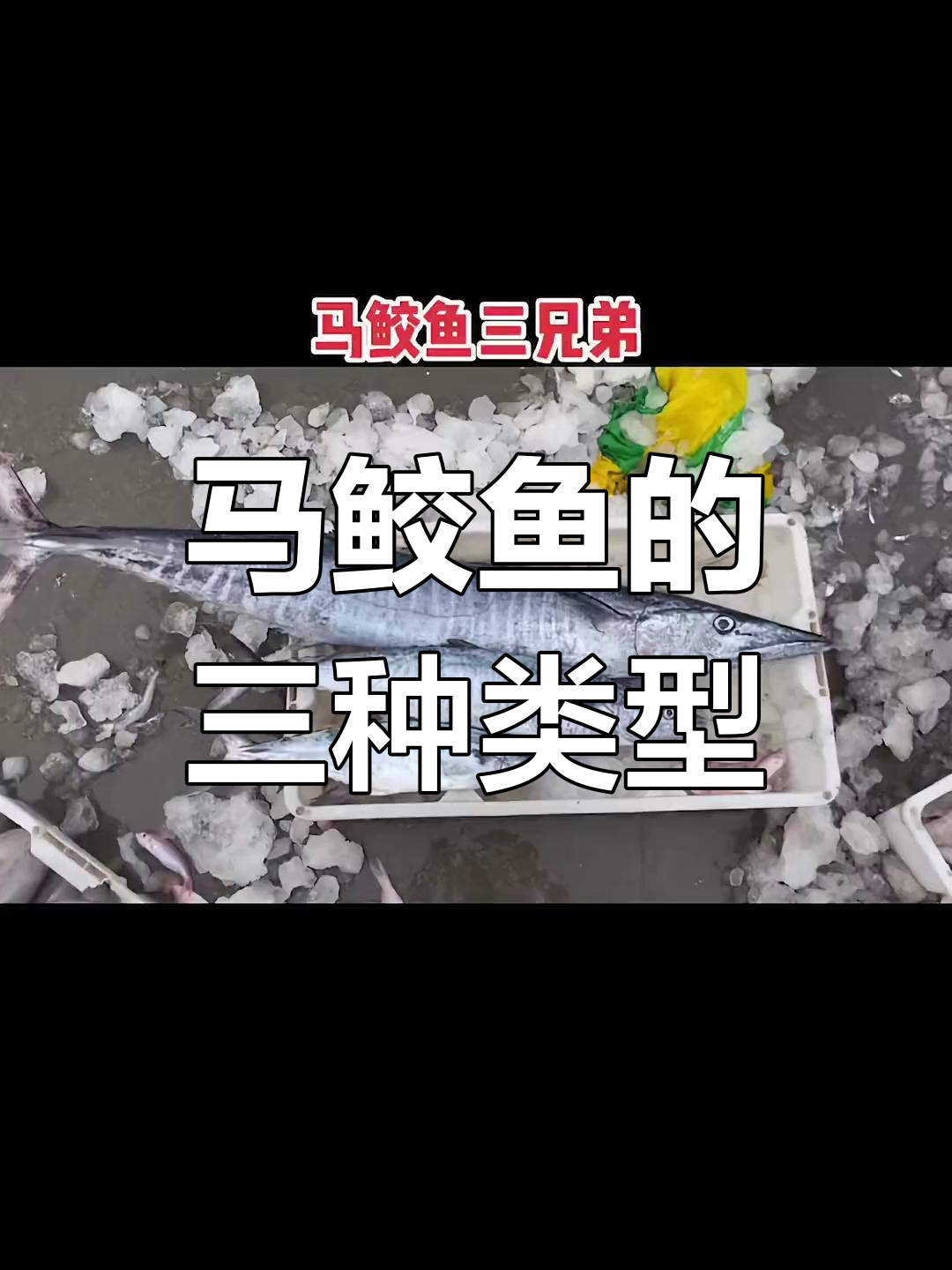 三种马鲛鱼的区别与价格解析