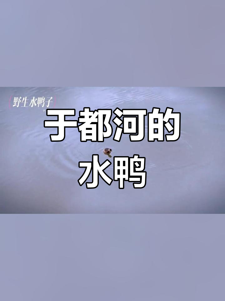 赣州于都河边偶遇野生水鸭子,机灵难拍