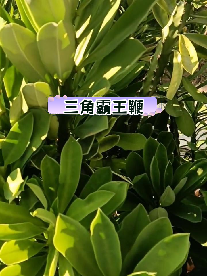 龙骨:大戟科多肉植物的独特魅力