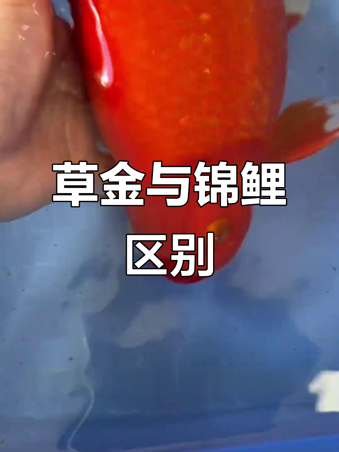 草金鱼和锦鲤的区别，胡须才是关键！