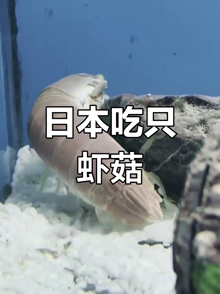 彩虹皮皮虾,好看又好吃