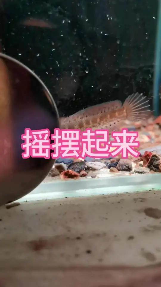 摇摆至上 3-4cm的小蛇苗 这尾巴表现 真是令人吃惊 雷龙鱼黄金眼镜蛇雷龙雷龙鱼怎么养雷