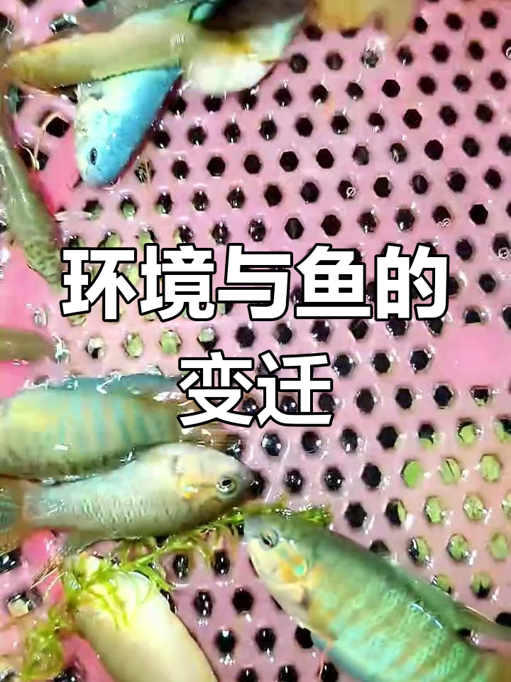 童年记忆中的鱼,如今已难寻踪迹,环境变迁令人唏嘘