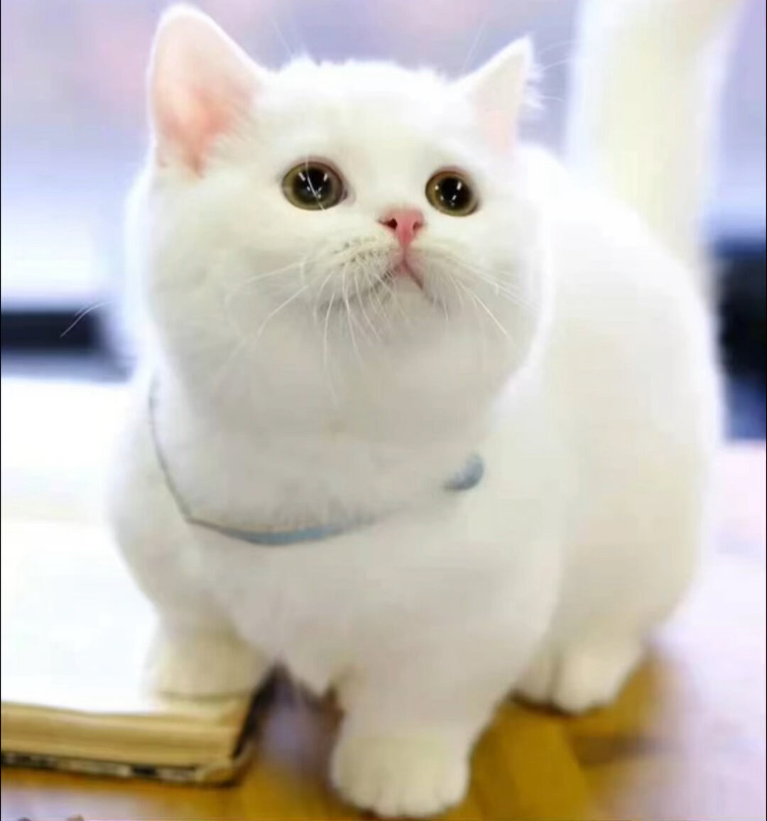 关于拿破仑猫,曼基康猫的区别和由来