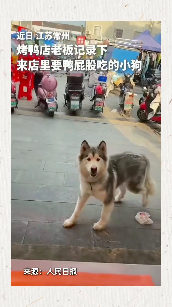 暖了!烤鸭店老板记录下来店里要鸭屁股吃的小狗
