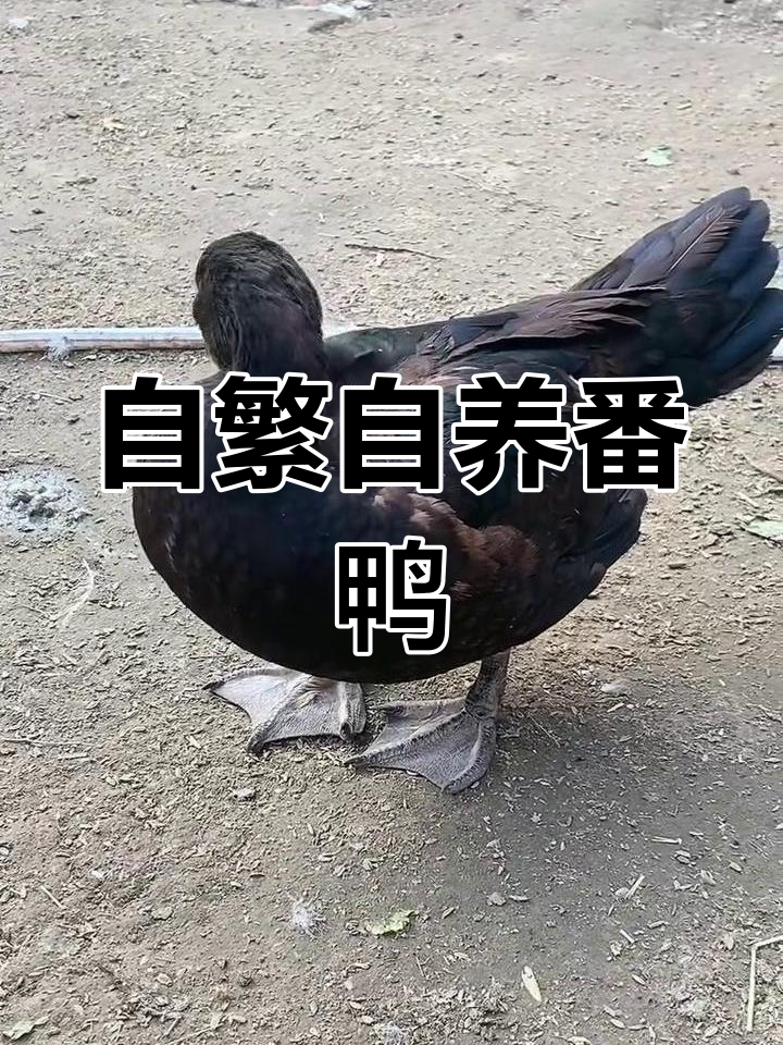 各种颜色番鸭大集合,适合全国各地饲养