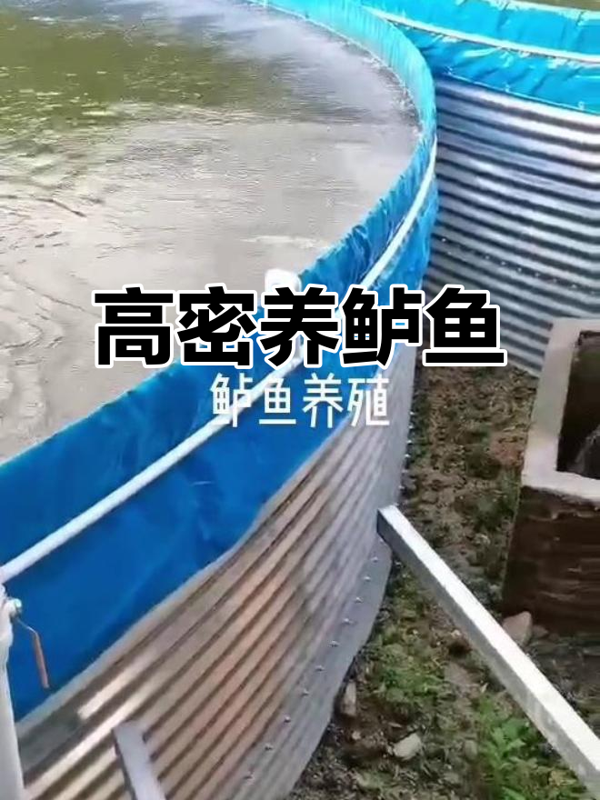 鲈鱼养殖基地揭秘:高密度帆布池与纳米管增氧系统