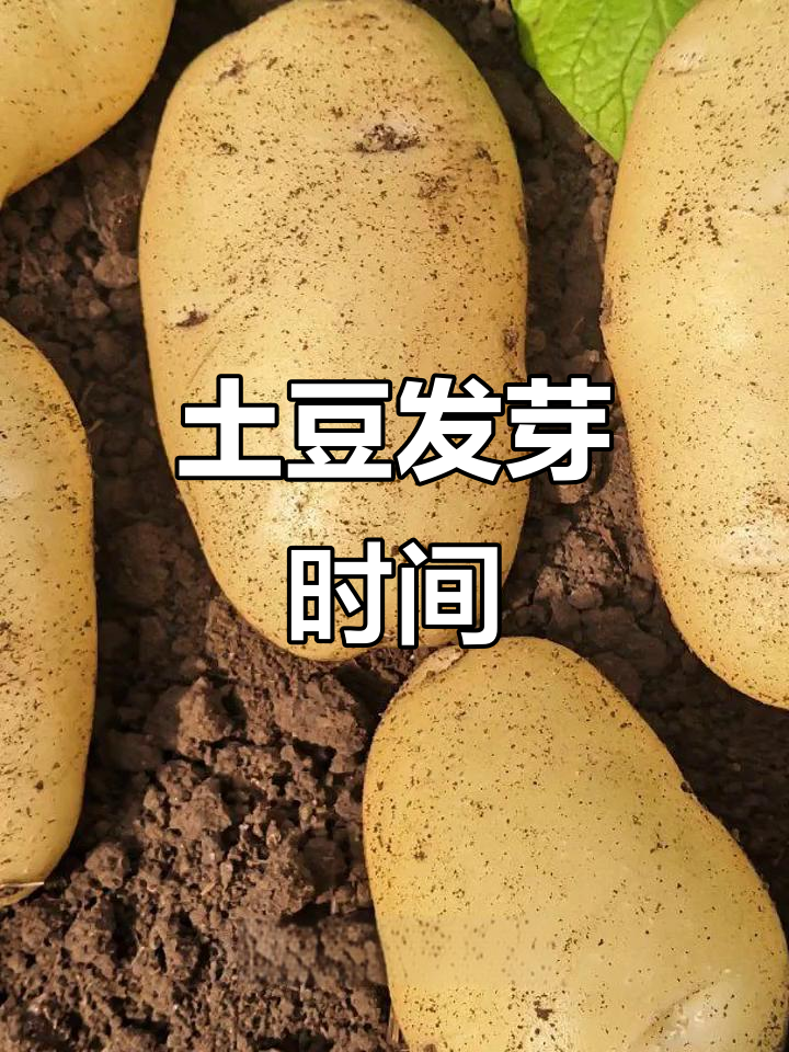土豆发芽出土需要多久?揭秘生长过程