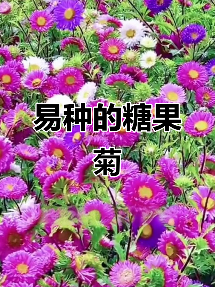 耐热耐寒翠菊花,糖果菊种子轻松种