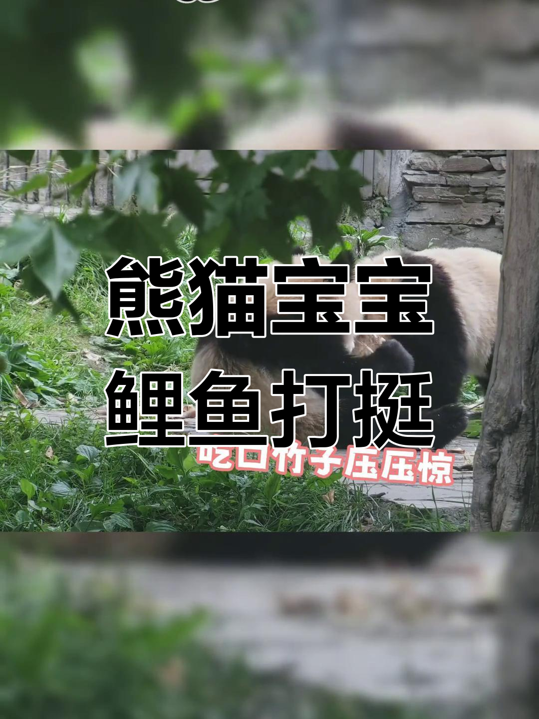 熊猫宝宝一秒“鲤鱼打挺”,萌态十足
