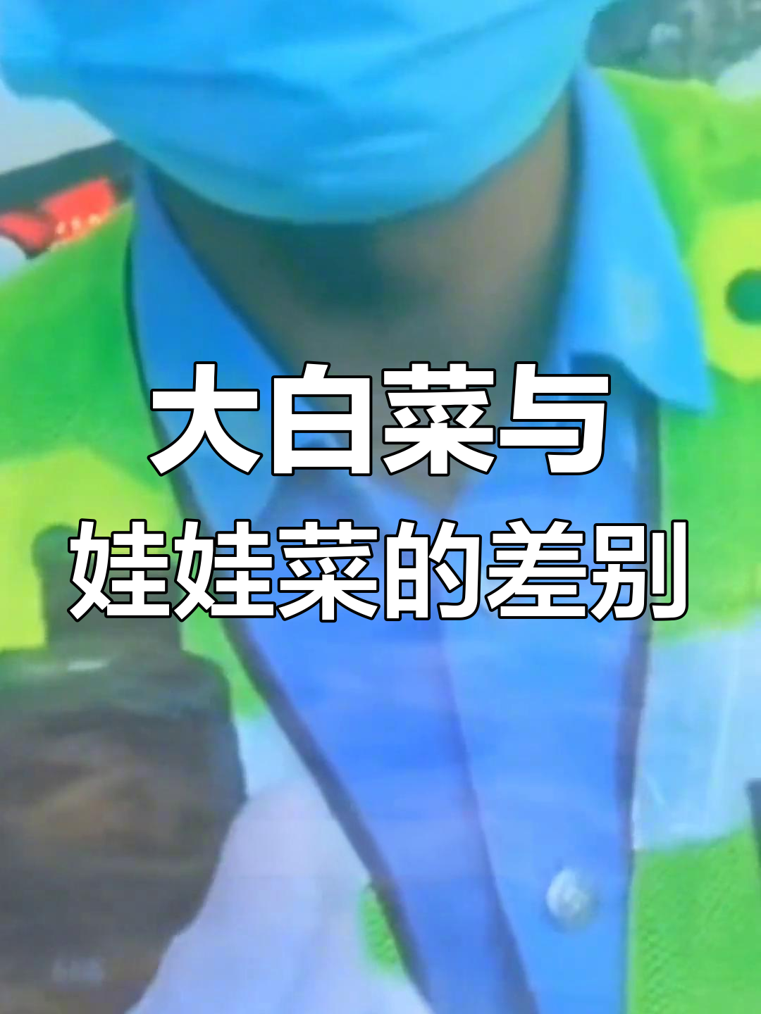 大白菜和娃娃菜到底有啥不同?看完你就懂了