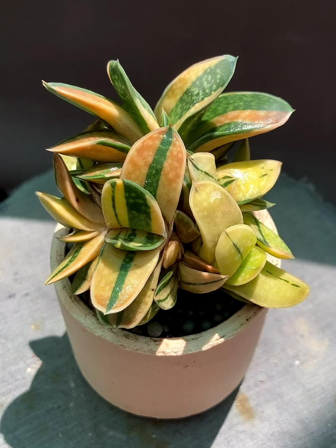 这种多肉,肥美鲜嫩,颜色漂亮,养在小盆里,年轻人都喜欢,它叫子宝锦,属于阿福花科属的多肉植