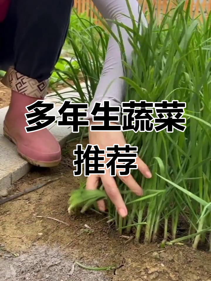 多年生蔬菜种植指南,轻松吃上好几年