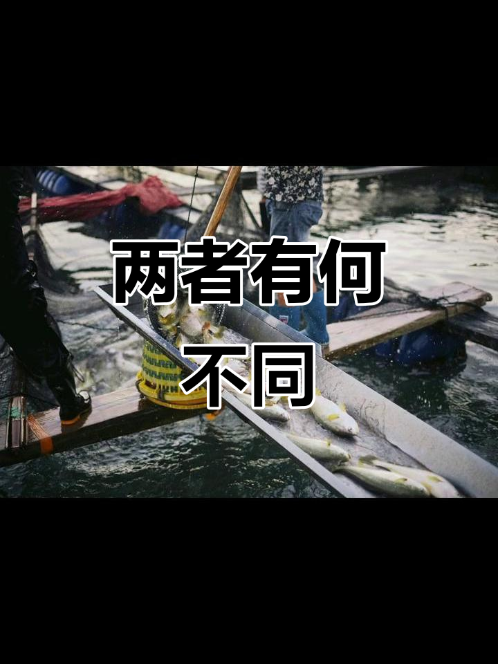黄鱼鲞与黄鱼的真相,区别大揭秘
