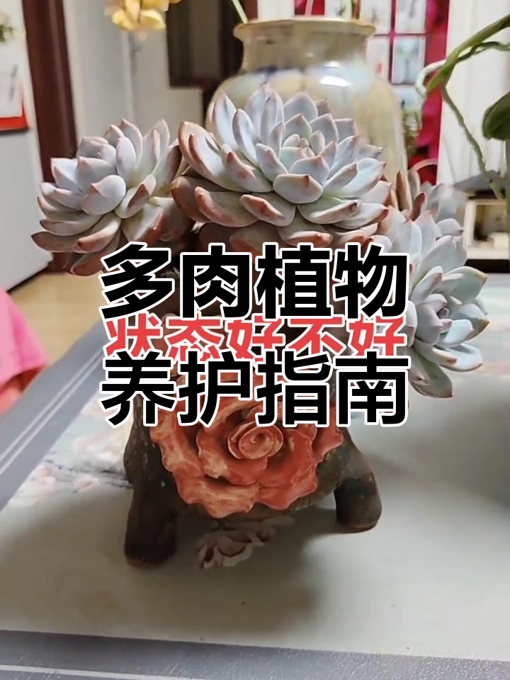 雪花玉坠多肉盆栽养护技巧,法师种植与月影纱区别