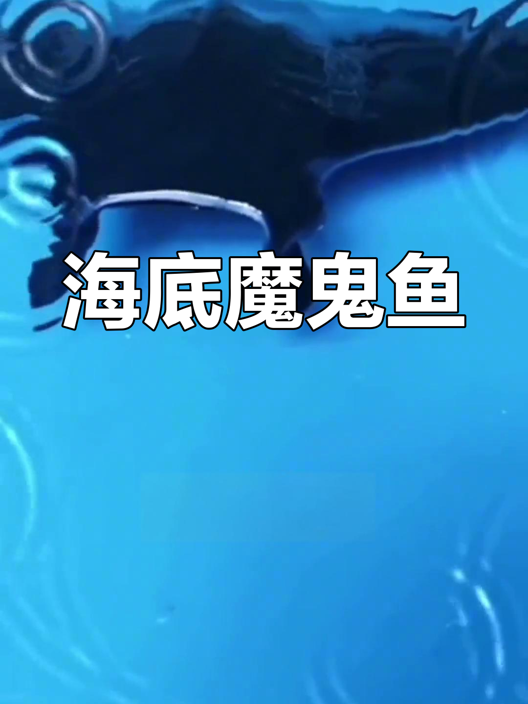 蝠鲼:海底的优雅飞行者
