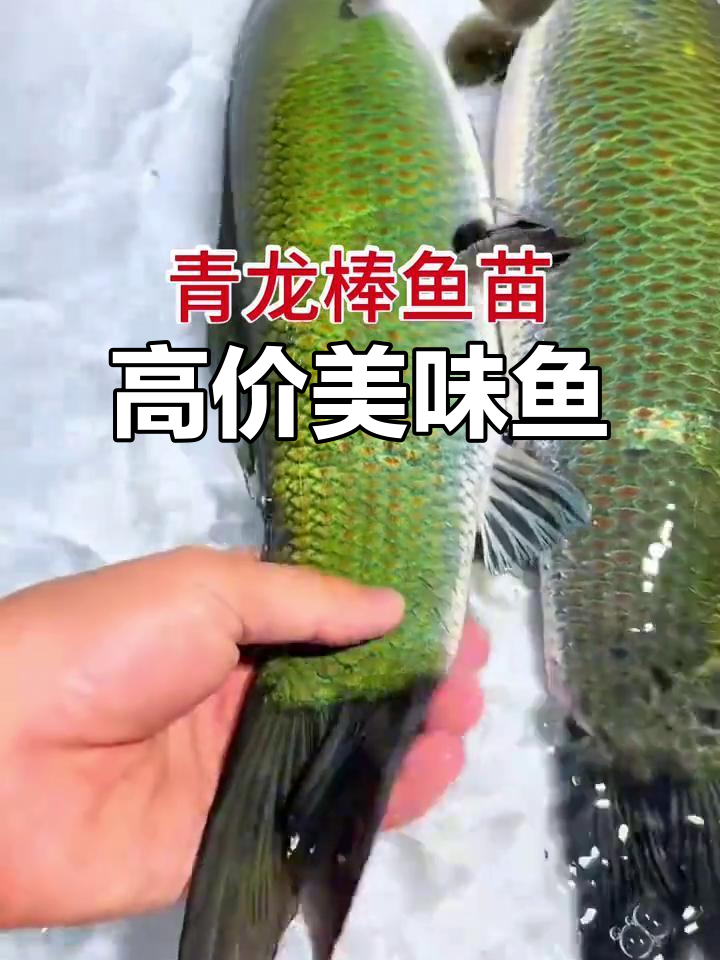 青龙棒,肉质鲜美,价格昂贵,堪称顶级海鲜