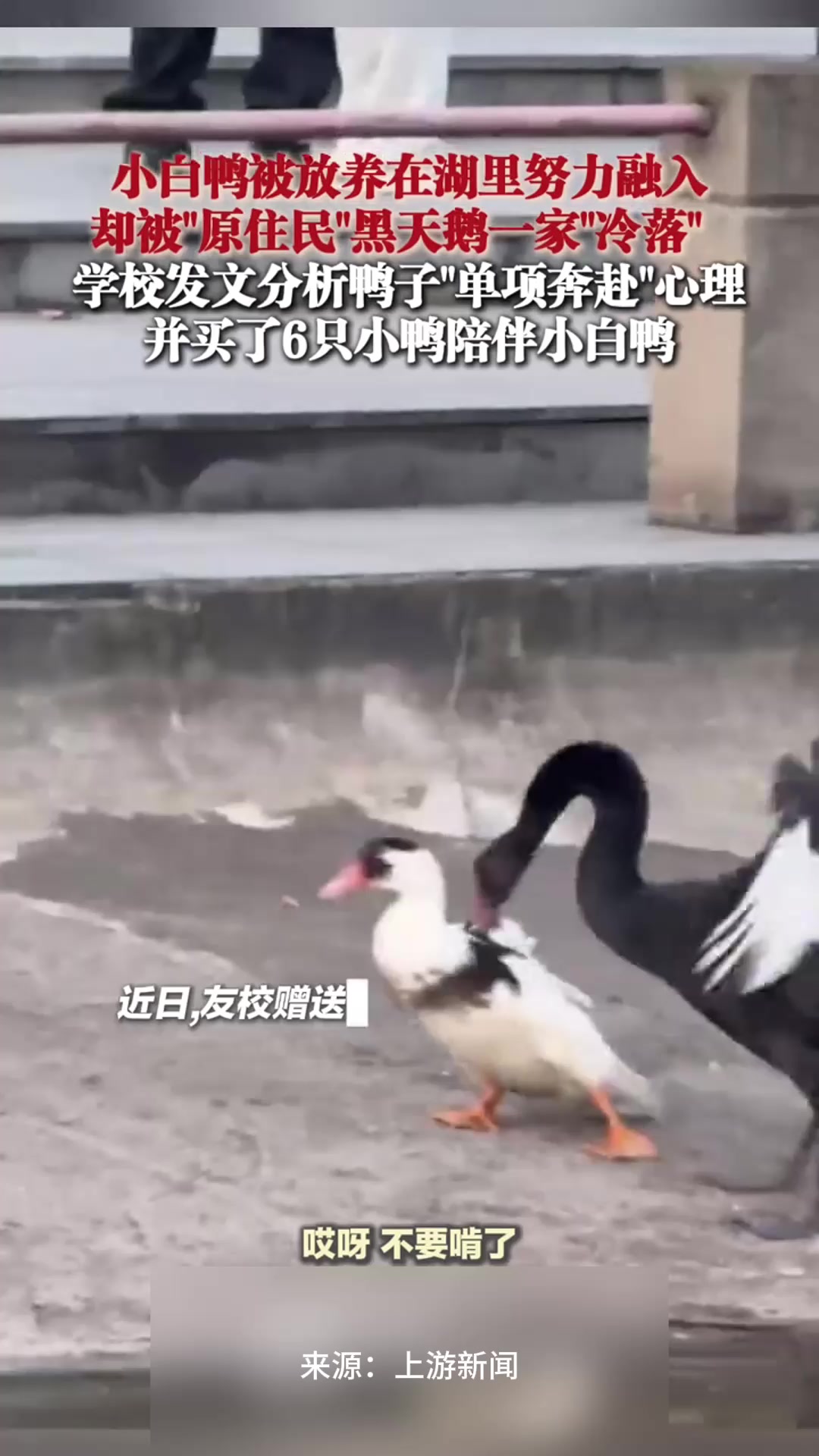 小白鸭被放养在湖里努力融入,却被“原住民”黑天鹅一家冷落