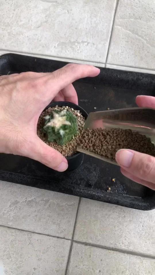 俊哥多肉开箱球，牡丹