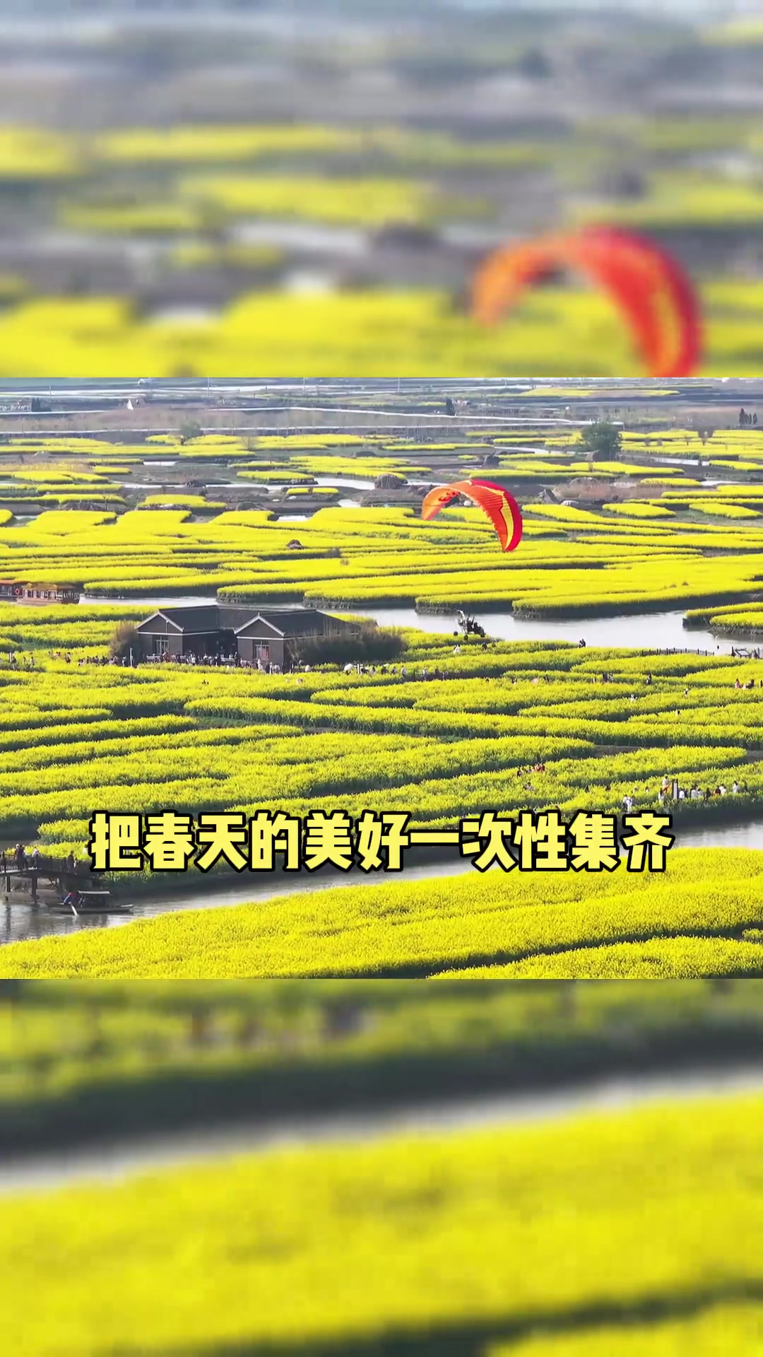 南通出发一日游，兴化千垛菜花、水上森林尽览！