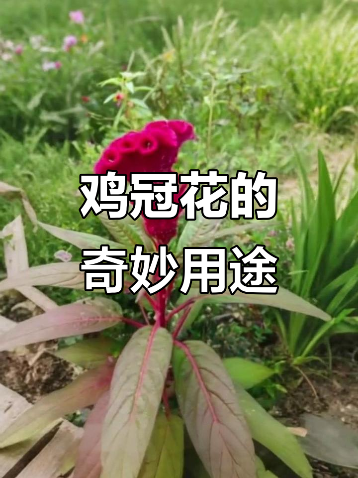 鸡冠花:小时候的味道,竟然可以泡酒喝!
