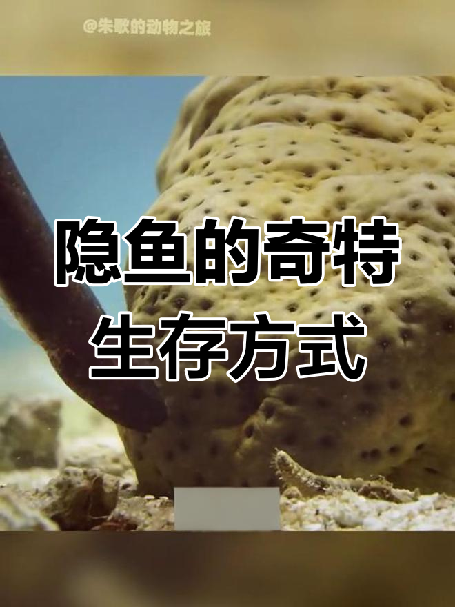 隐鱼如何巧妙钻入海参体内,甚至繁衍后代