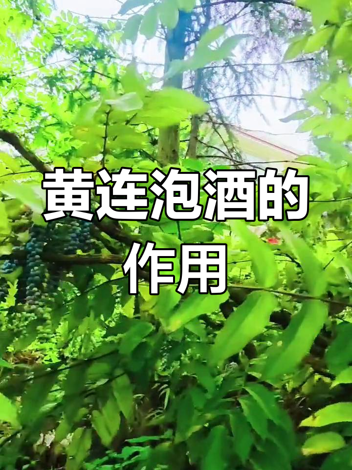 黄连泡酒的多种功效与应用