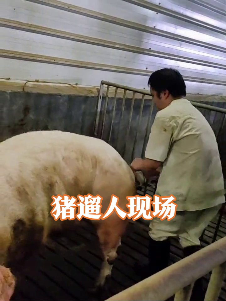养猪大哥与300斤猪王的拉锯战,每一步都是表情包!