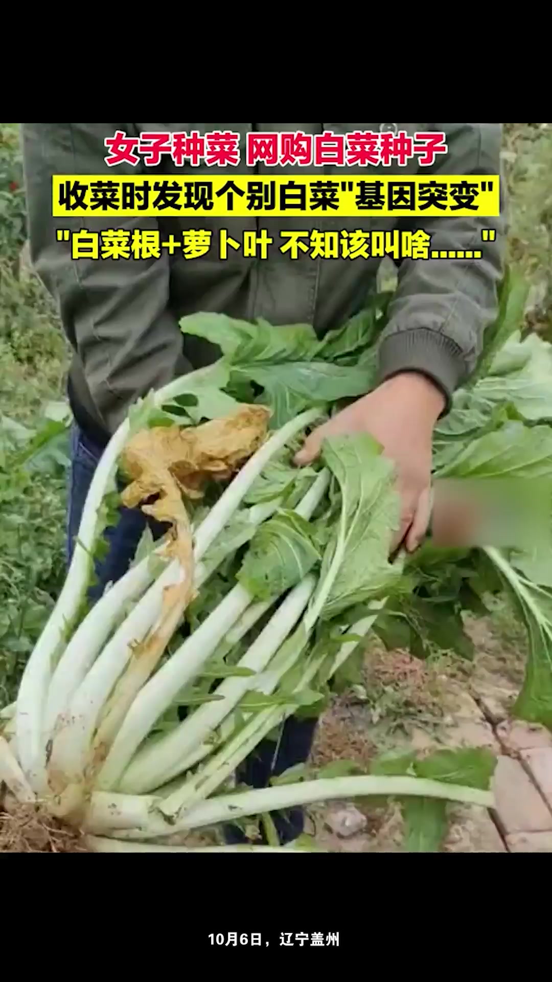 女子种菜网购白菜种子,收菜时竟发现个别白菜“基因突变”:白菜的根+萝卜的叶