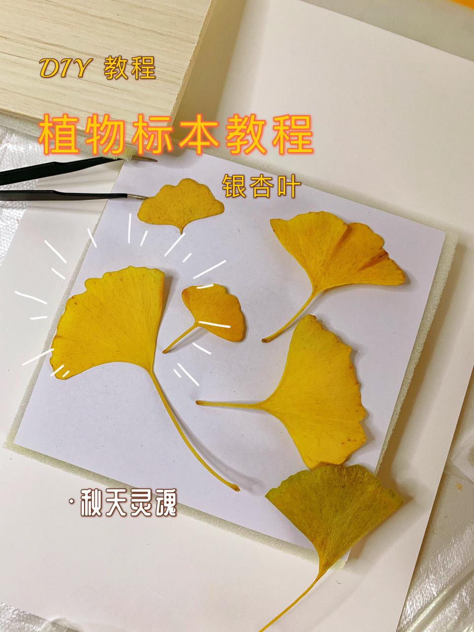 植物标本教程|超简单Get 秋天装饰画素材