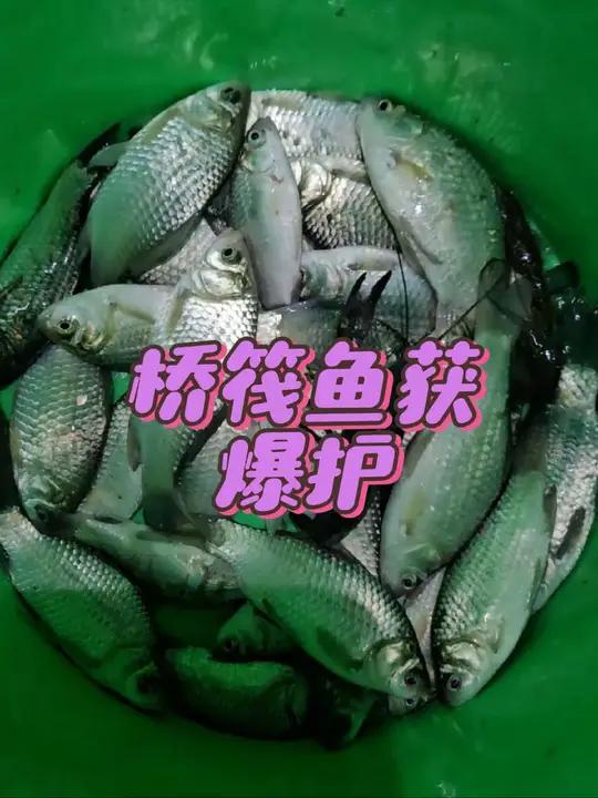 10月17号夜钓鱼获。