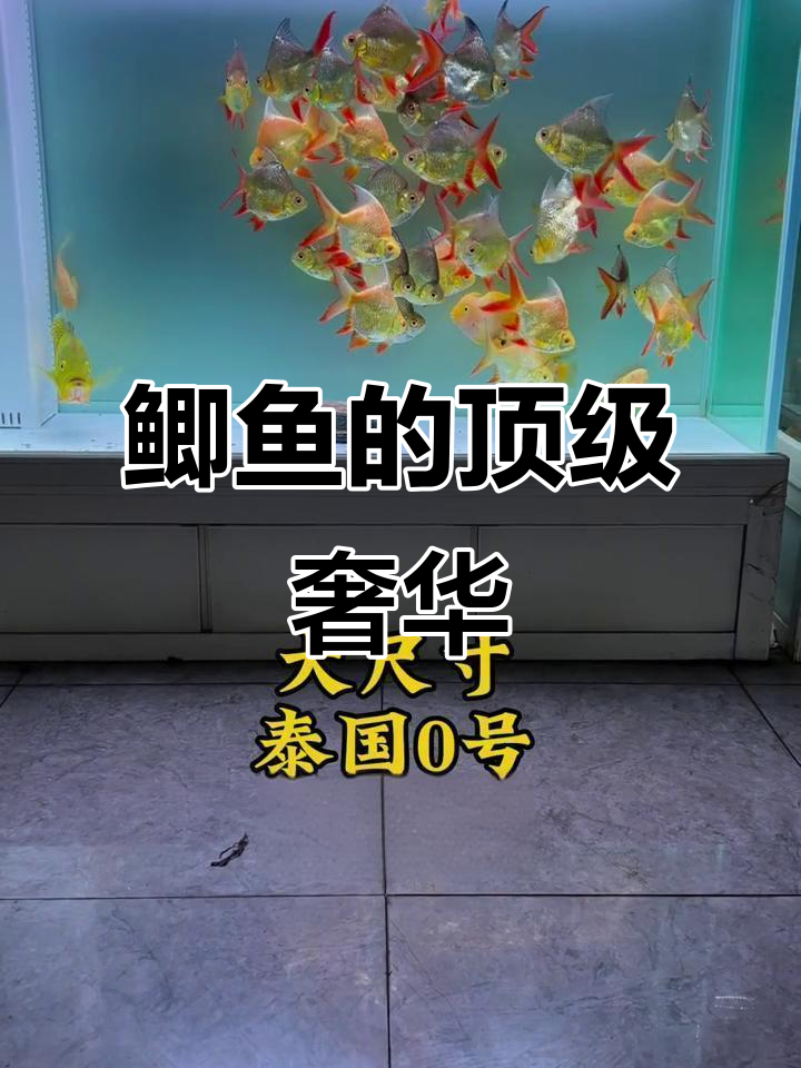 鲫鱼中的“劳斯莱斯”，稀有程度堪比龙鱼