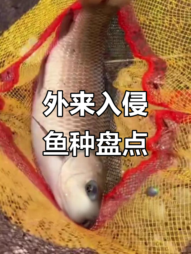十大外来入侵鱼类,看看你认识几种?