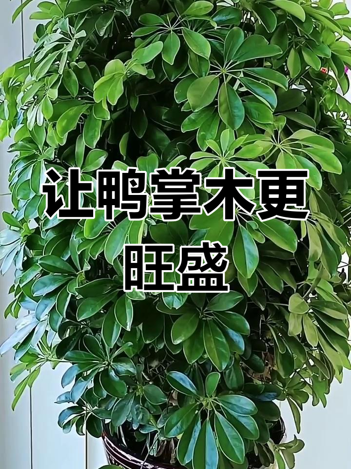 鸭掌木修剪技巧,掌握三句话让它枝繁叶茂