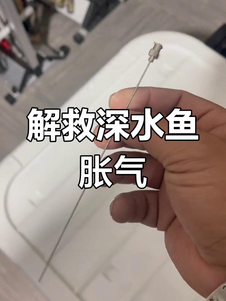 深水鱼钓出后胀气?教你快速解救