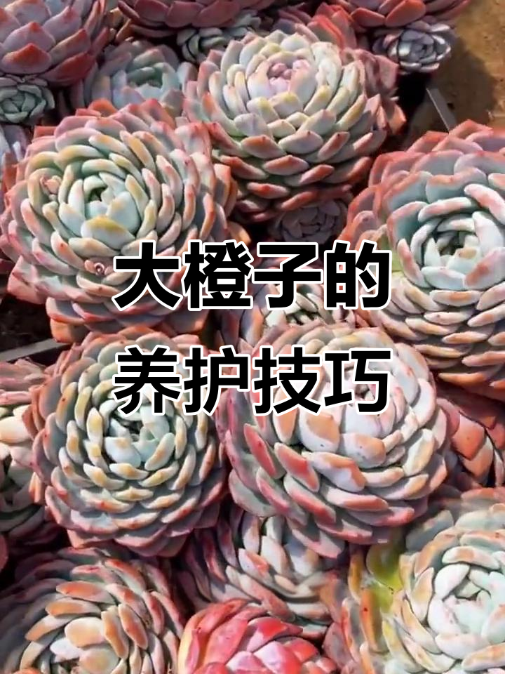 如何正确养护大橙子多肉植物,光照水分全掌握