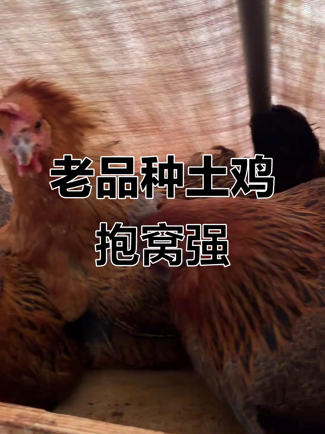 云南老品种土鸡,抱窝能力强,一年孵三到四窝小鸡