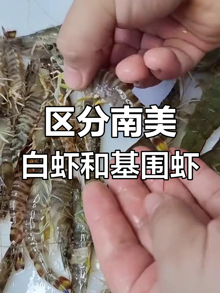 南美白虾与基围虾的区别解析